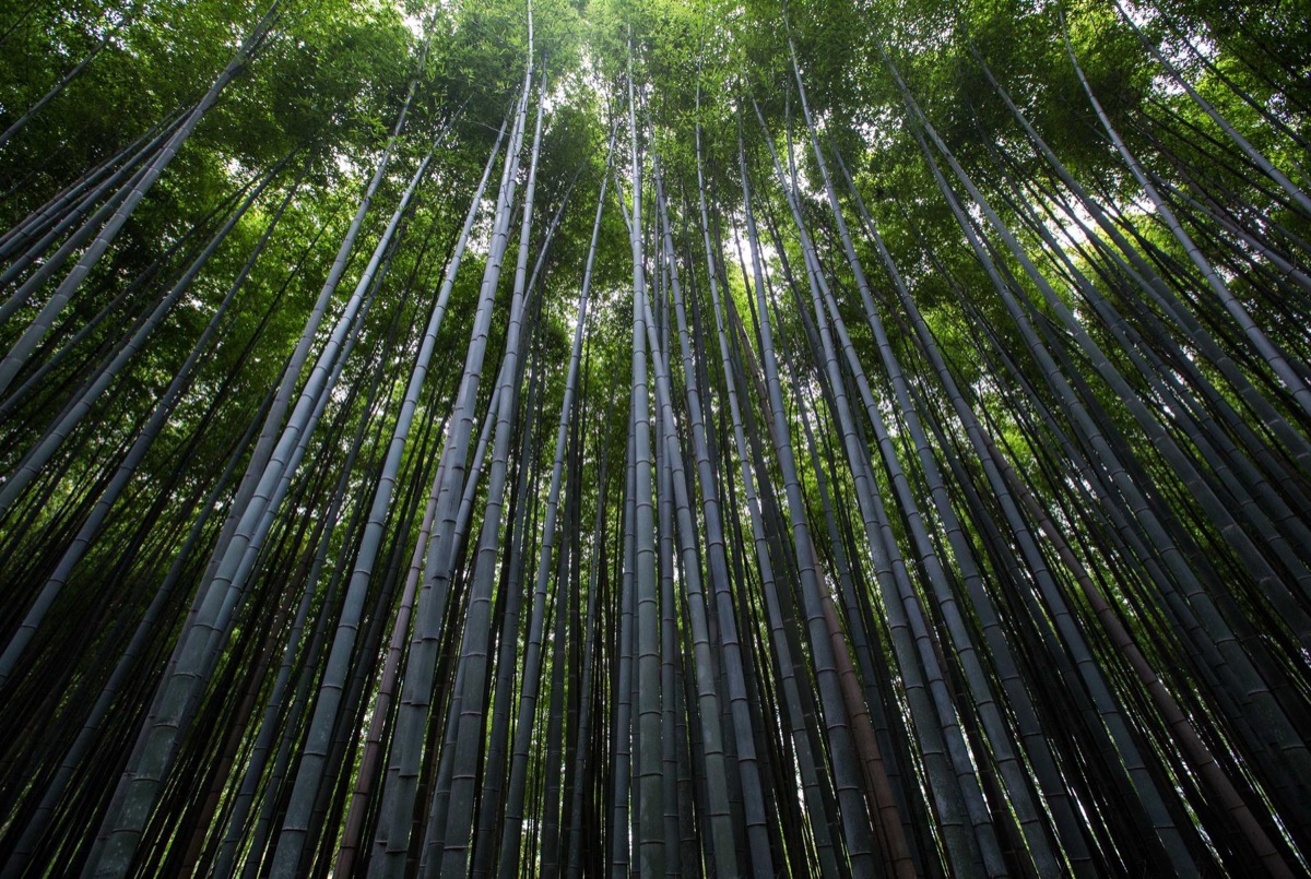 Bamboo forest, looking up